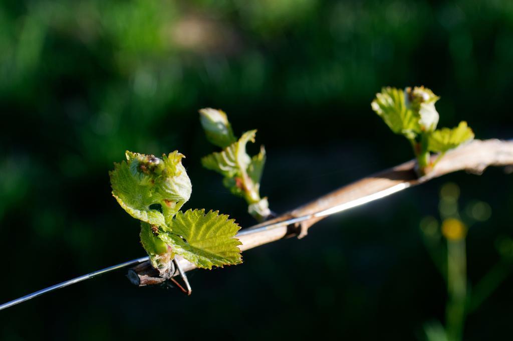 Weingut Winzerzimmer Rothschaedl Leutschach Ngoại thất bức ảnh